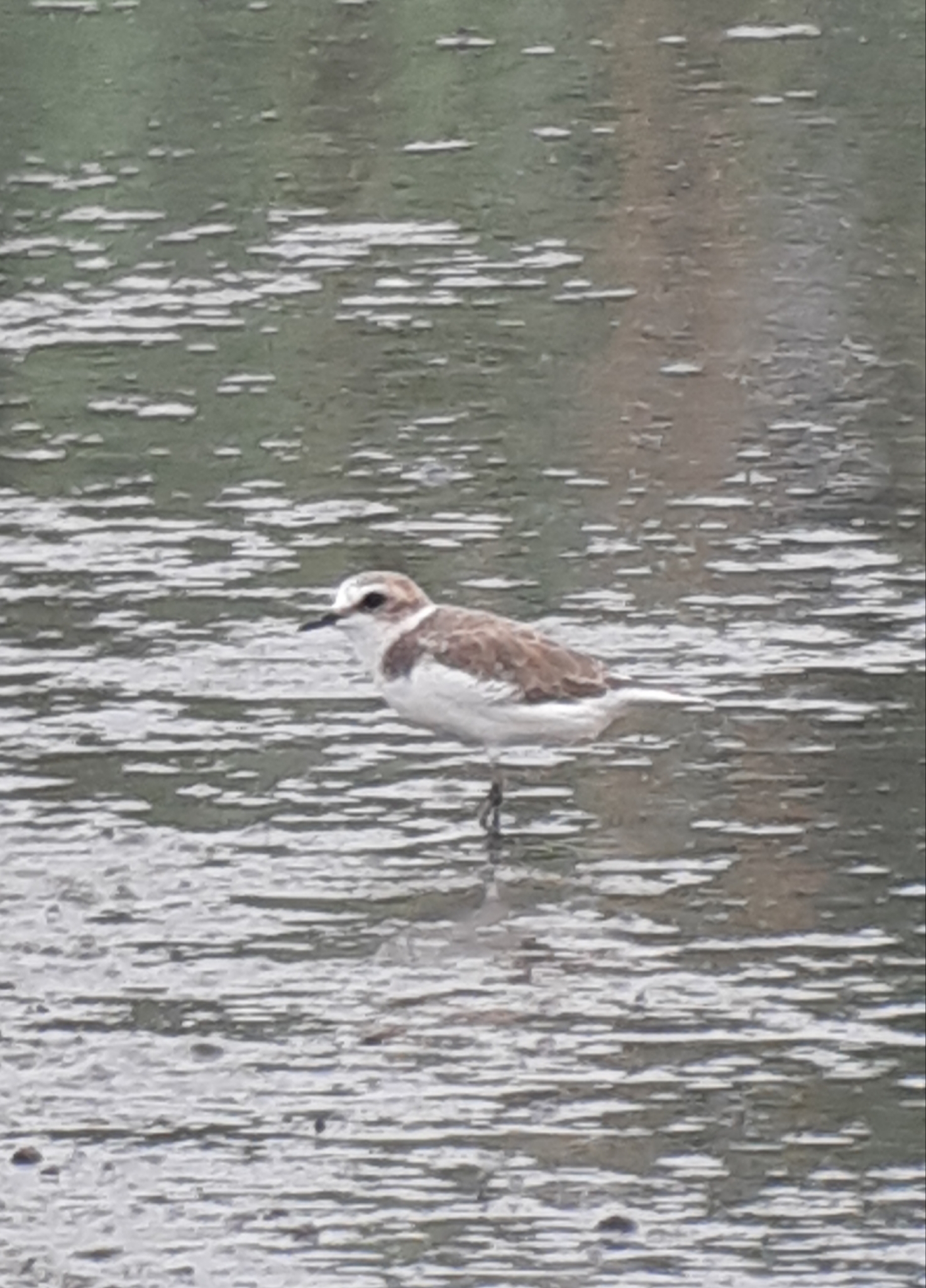 Kentish Plover