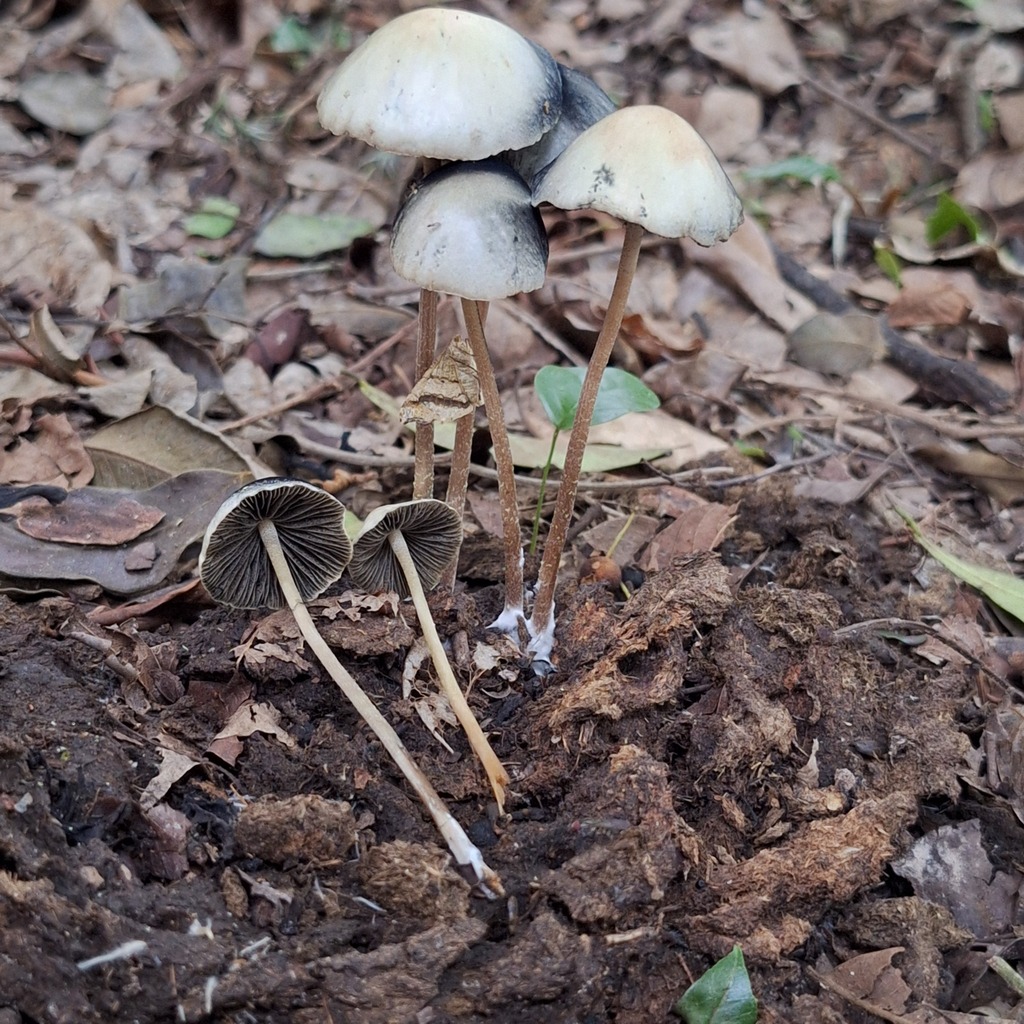 Panaeolus cyanescens · December 2024 · photo: © deniszabin (iNaturalist, cc-by)