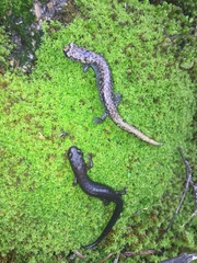 Pseudoeurycea leprosa