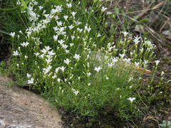 Sabulina biebersteinii