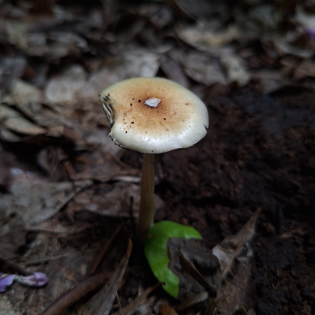 Psilocybe cubensis · December 2024 · photo: © deniszabin (iNaturalist, cc-by)