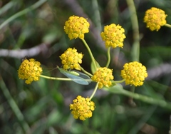 Bupleurum ranunculoides