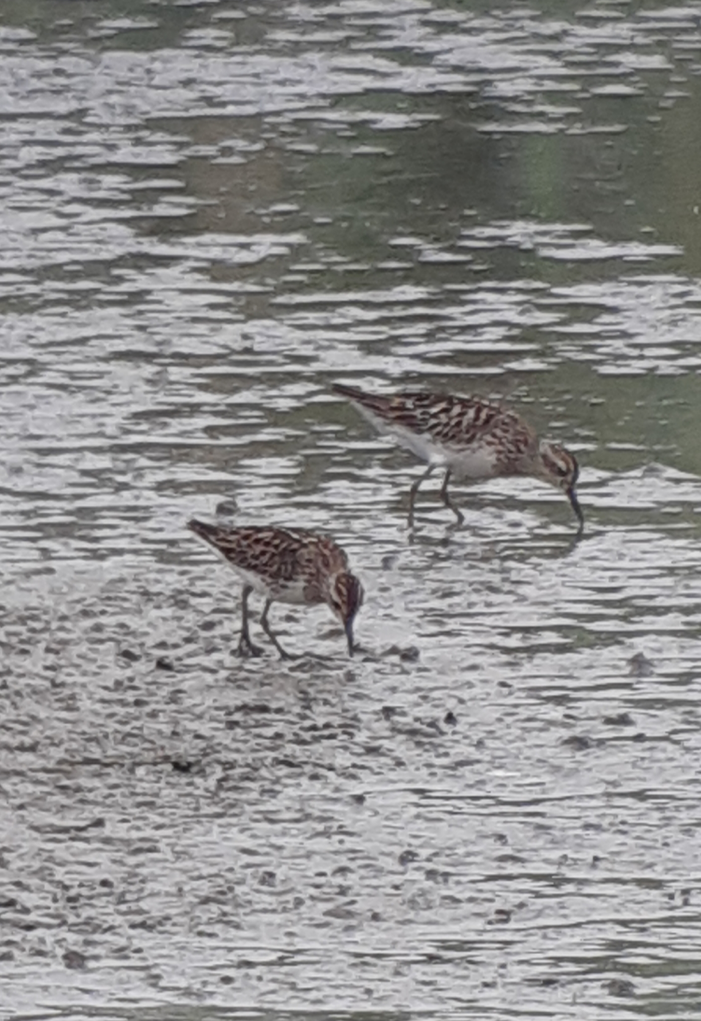 Long-toed Stint