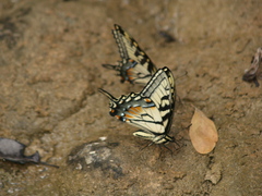 Papilio alexiares