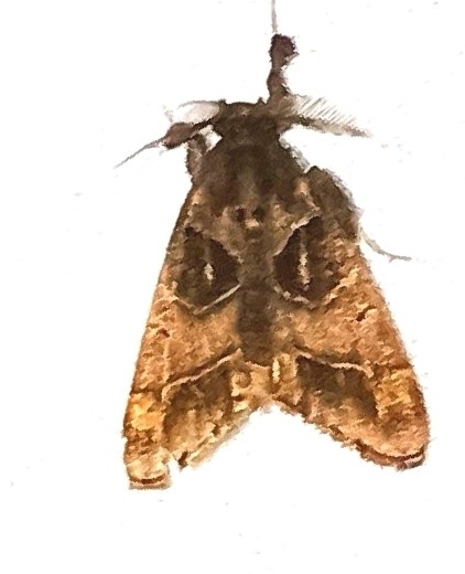 Butterflies and Moths from Paliguri, Assam 782410, India on November 14 ...
