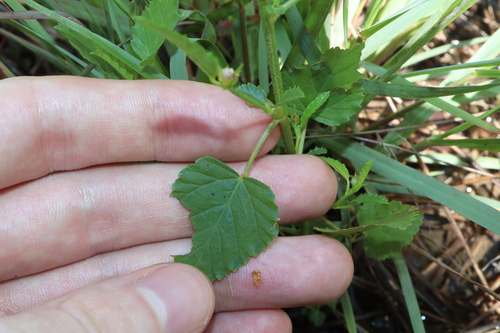 Image of Chocolateweed (Melochia corchorifolia) by (c) Thomas Mesaglio, some rights reserved (CC BY)