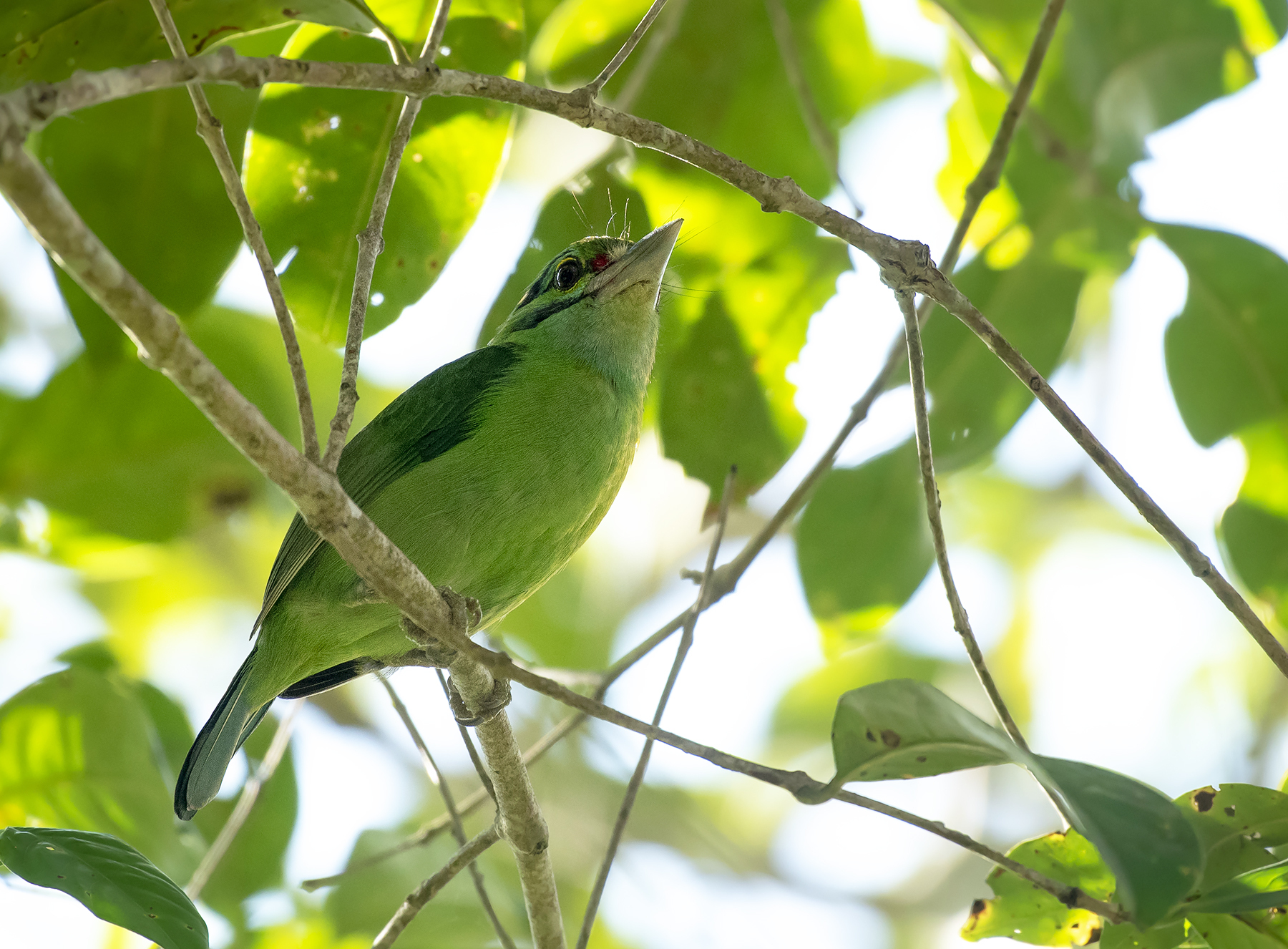 Moustached Barbet (Psilopogon incognitus), photo 5