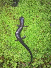 Pseudoeurycea leprosa