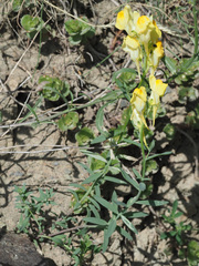 Linaria meyeri