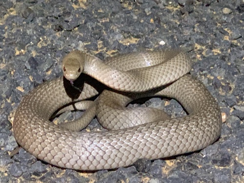 Eastern Brown Snake sighting