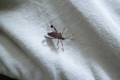 Leptoglossus oppositus