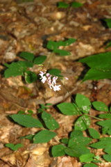 Hylodesmum nudiflorum