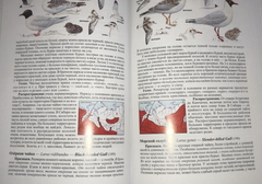 Chroicocephalus ridibundus