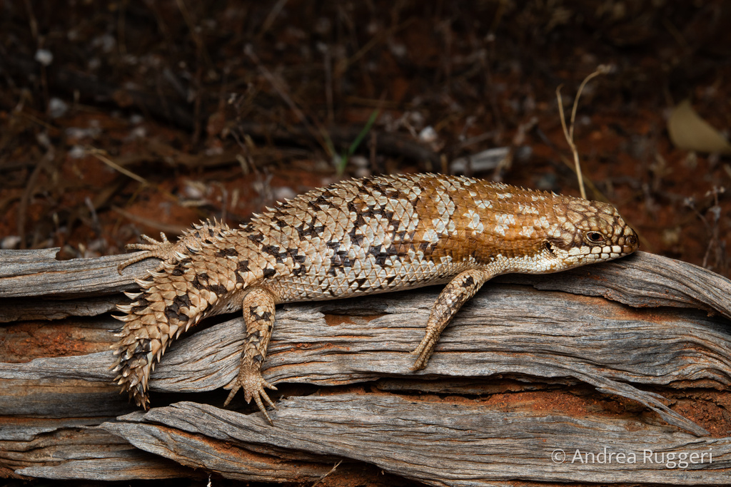Pygmy Spiny-Tailed Skink
