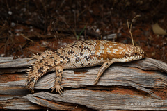 Pygmy Spiny-Tailed Skink photo 1