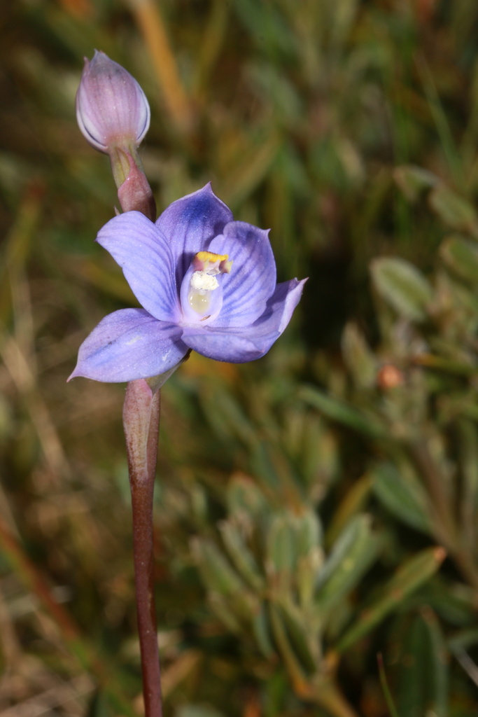 Striped Alpine Sun Orchid in December 2024 by Robert Humphries (Sydney ...