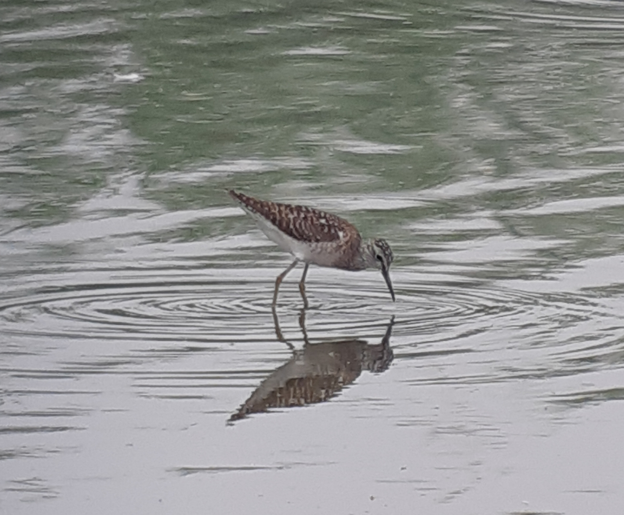 Wood Sandpiper