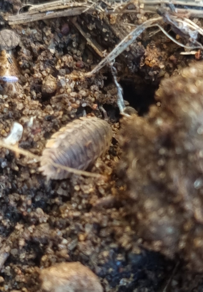 Agabiformius lentus