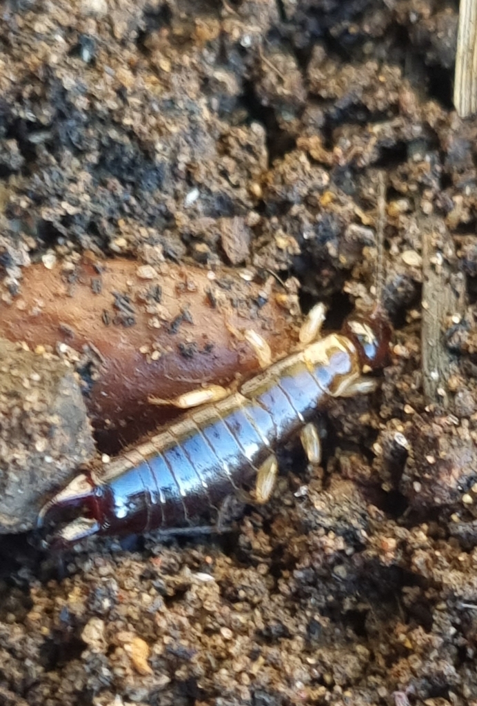 Ring-legged Earwig