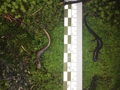 Pseudoeurycea leprosa