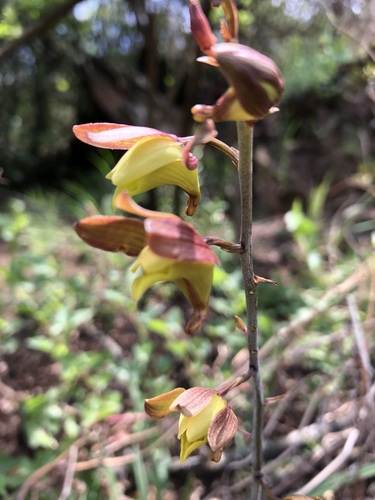 Desert Harlequin (Eulophia hereroensis)