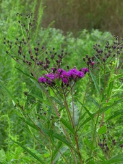Vernonia glauca