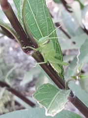 Cyrtacanthacridini