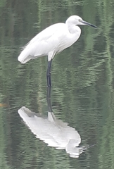 Egretta garzetta