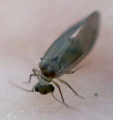 Peripsocus