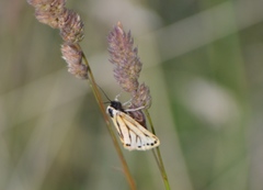 Setina aurita