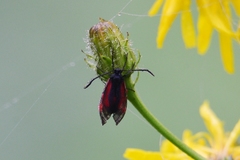 Zygaena osterodensis