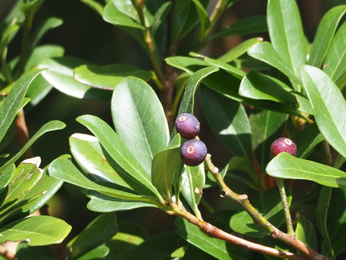 Image of Rhaphiolepis umbellata by no rights reserved