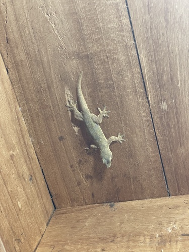Flat-tailed House Gecko