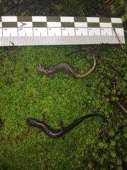 Pseudoeurycea leprosa