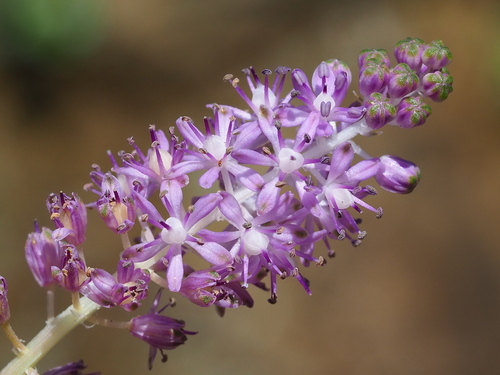 Image of Barnardia japonica by no rights reserved