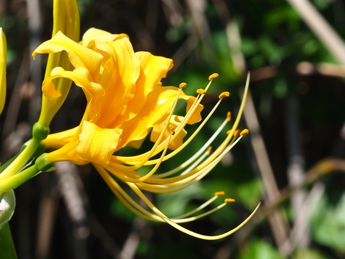 Lycoris aurea, photograph 6