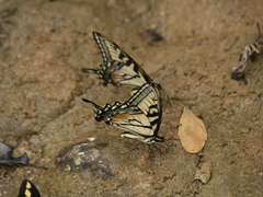 Papilio alexiares