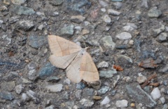 Scotopteryx