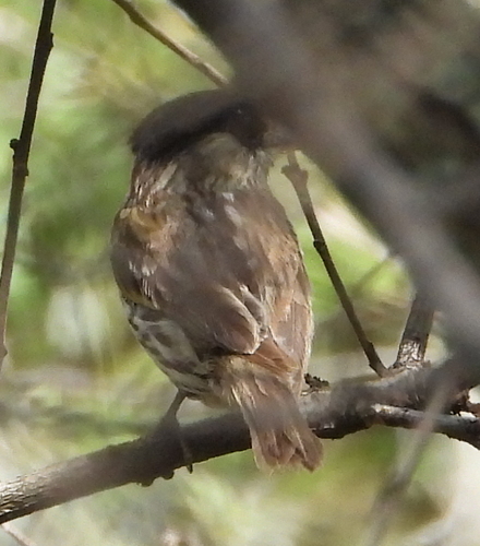 African Broadbill (Smithornis capensis), photo 4