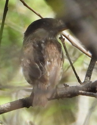 African Broadbill (Smithornis capensis), photo 5