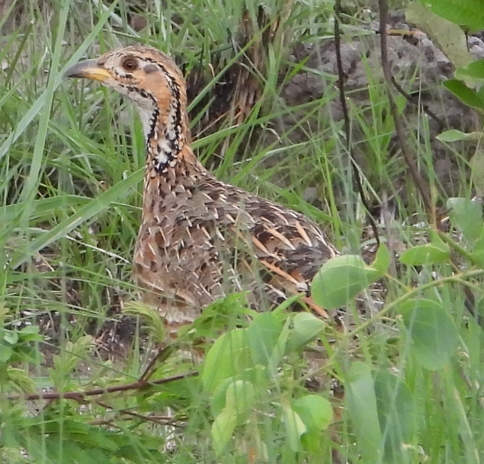 Shelley's Francolin (Scleroptila shelleyi), photo 4