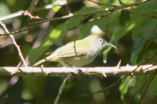 Reunion Olive White-eye (Zosterops olivaceus), photo 6