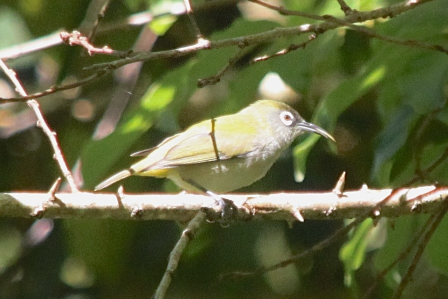 Reunion Olive White-eye (Zosterops olivaceus), photo 6