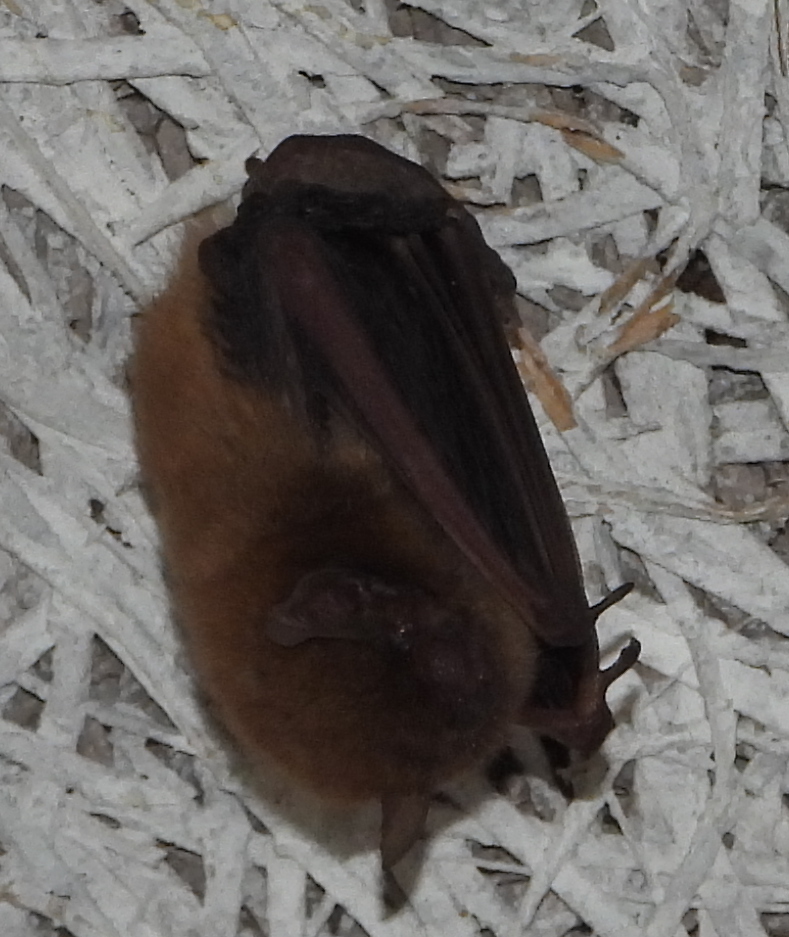 Banana Serotine