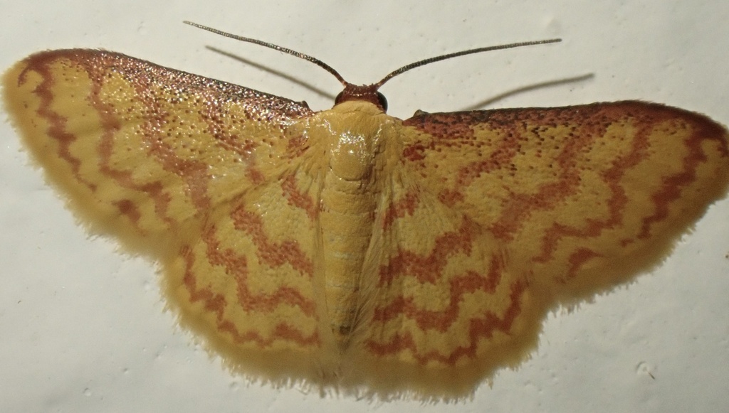 Idaea similinea