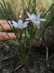 Romulea gigantea