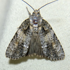 Acronicta ovata