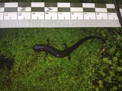 Pseudoeurycea leprosa