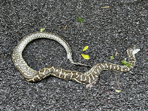 Coastal Carpet Python sighting