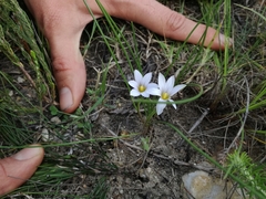 Romulea gigantea